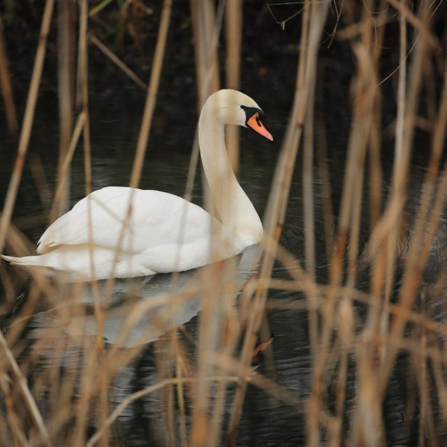 Labud u Kopačkom ritu; ilustracija