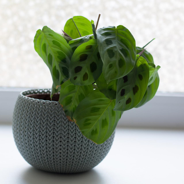 Maranta leuconeura