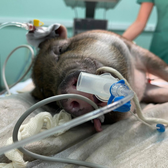 Svinja Pepa na operaciji