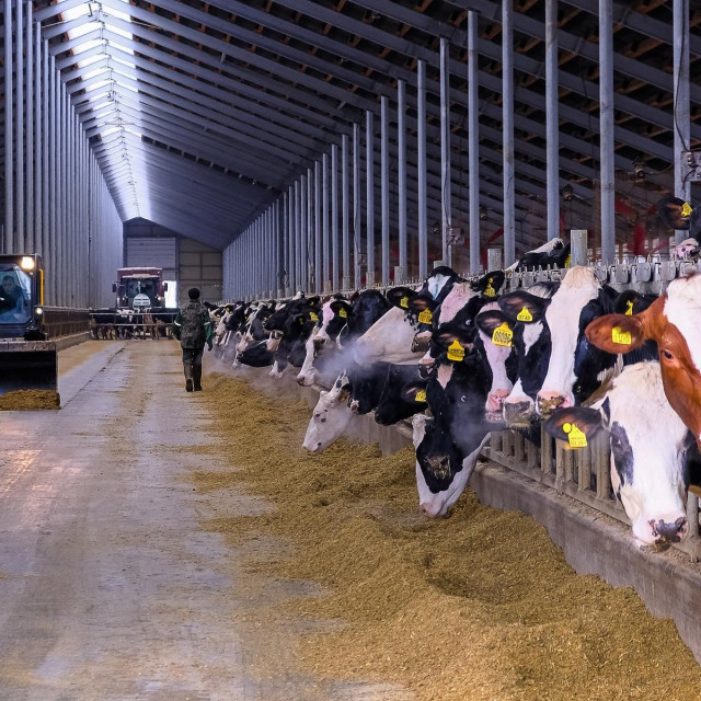 Ilustracija, krave i stočna hrana