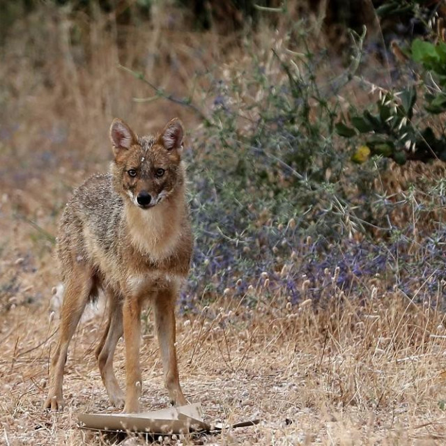 Čagalj, ilustracija