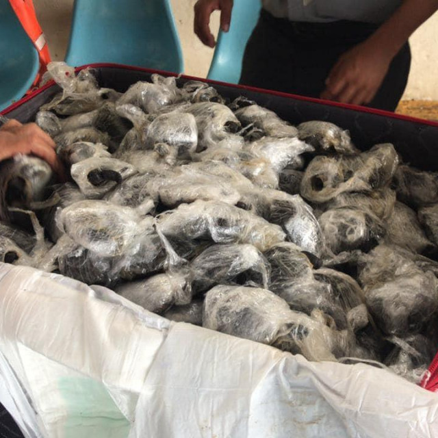 Krijumčarene kornjače