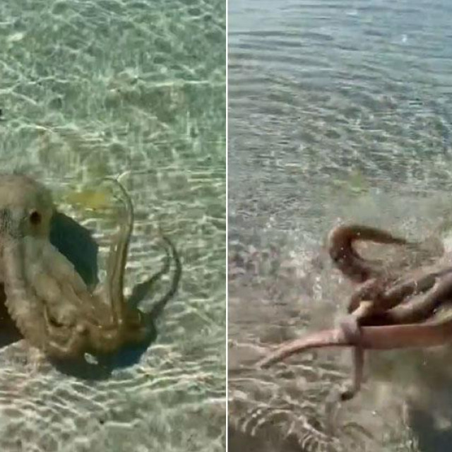 Hobotnica koja je napala geologa