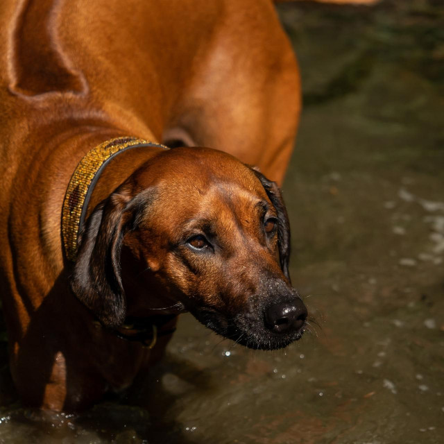 Ilustracija, rodezijski gonič