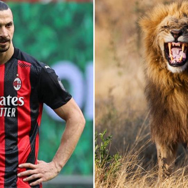 Zlatan Ibrahimović i mužjakj afričkog lava