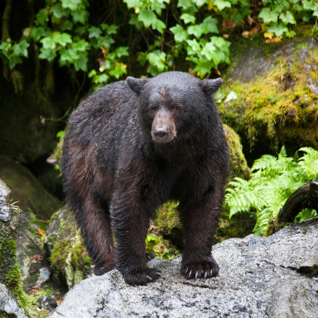 Crni medvjed; ilustracija