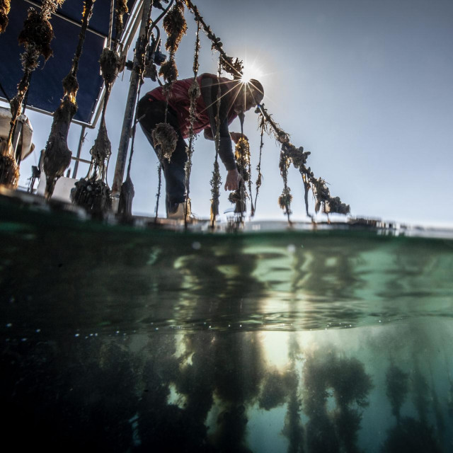 Josip Bazdan vadi kamenice iz uvale Bistrina