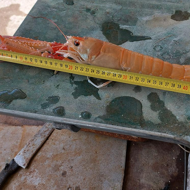 Rekordni ulov Tome Šarića