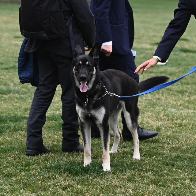 Pas Bidenovih, Major