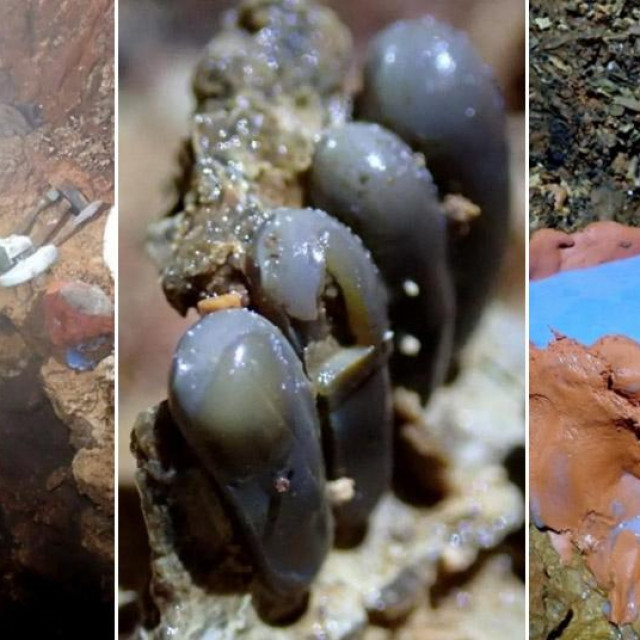 Fosilni ostaci ribe stare 60 milijuna godina