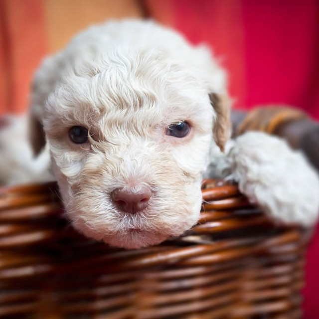 Pas pasmine lagotto romagnolo