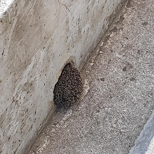 Jež zaglavljen u zidu