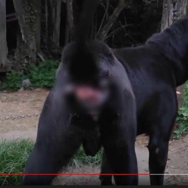 Nesretni pas iz Krapine