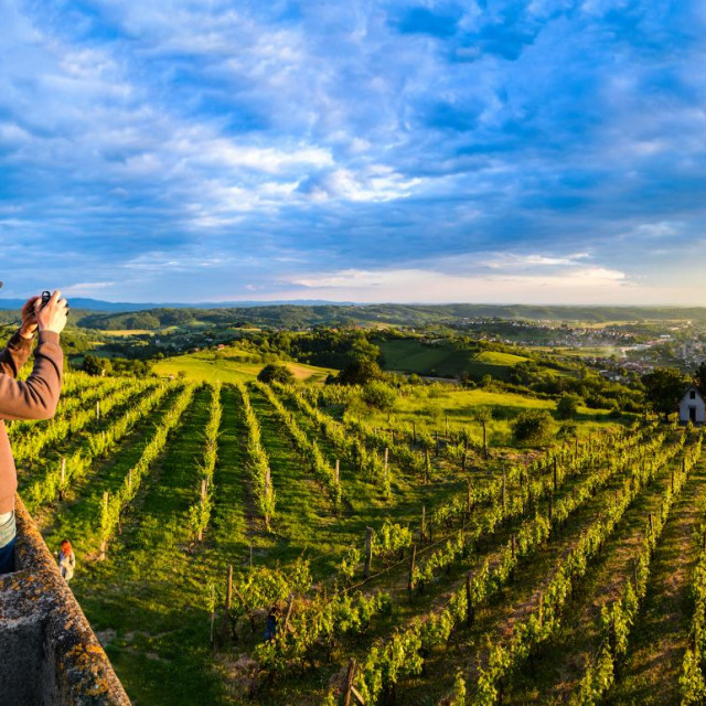 Vinogradi u Bjelovarsko bilogorskoj županiji