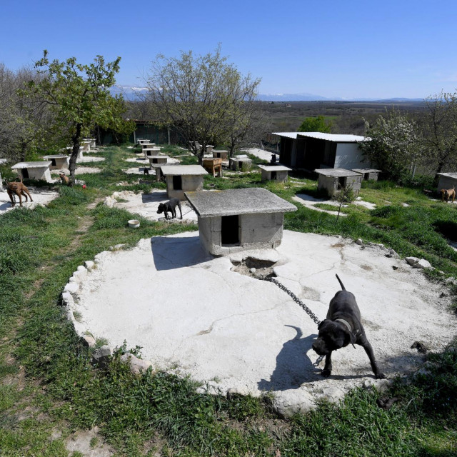 Psi u uzgajalištu u Smokovicu