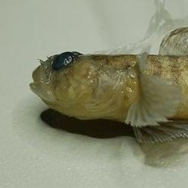 Novootkrivena vrsta ribe