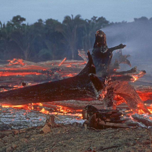 Prizor iz Amazonske prašume