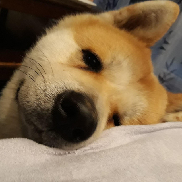 Hachi