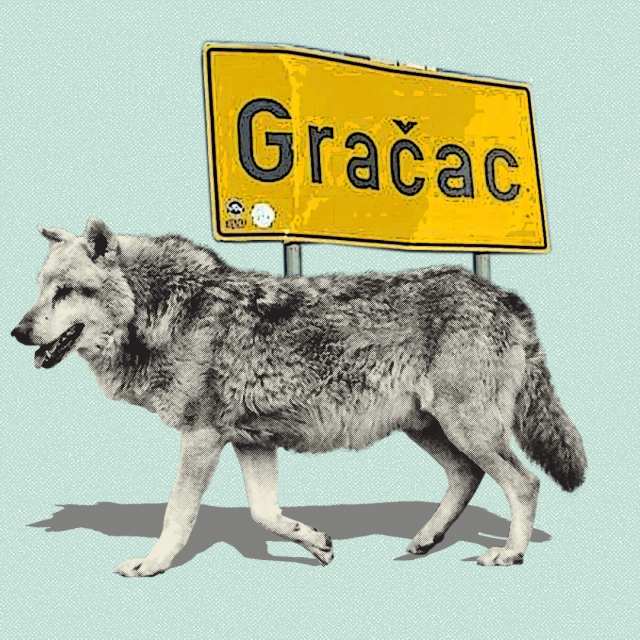 Vukovi u Gračacu