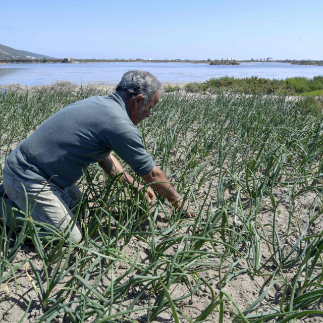 A farmer works on his plot of land near the sea in the small fishing town of Ghar El Melh in Tunisia's north. (Photo by FETHI BELAID/AFP)