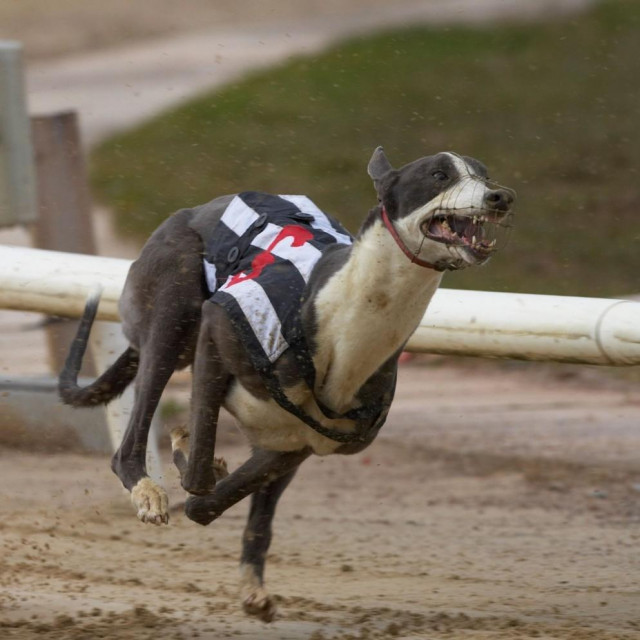 Pas sudjeluje u utrci