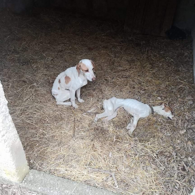 Spašeni pas Đuro i njegov mrtvi prijatelj
 