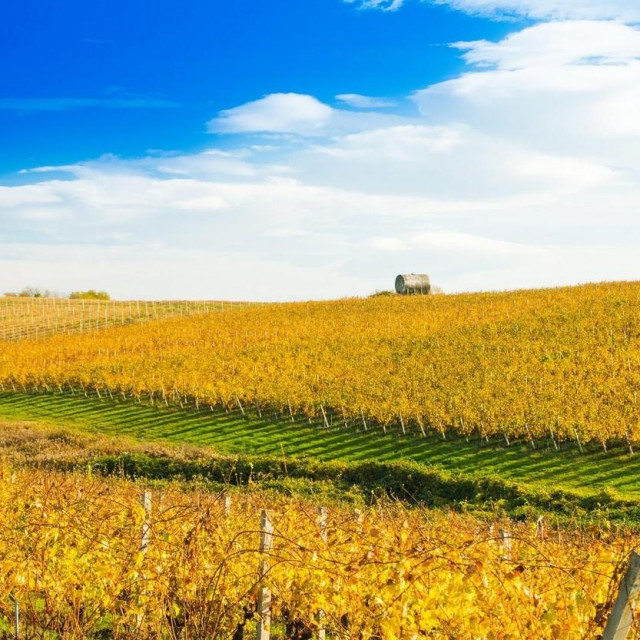 Ilustracija, vinograd