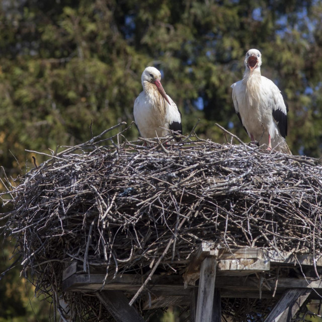 Rode, kao i sve druge ptice močvarice, ugrožene su zbog invazivnih vrsta