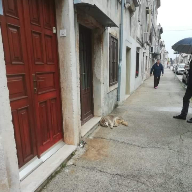 Pas Lady čeka ispred Salkove kuće