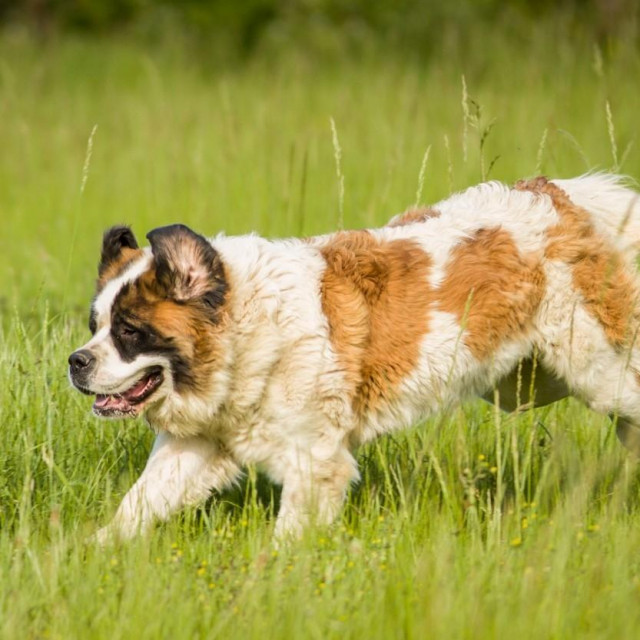 Bernski planinski pas