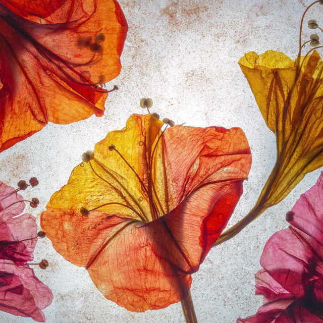 Maja Strgar Kurečić