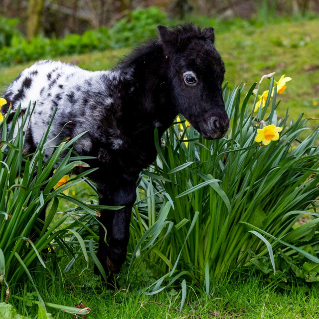 Maleni poni