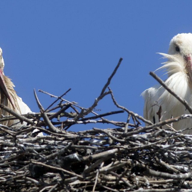 Varazdin, 090421.
Iako se po jutarnjim temperaturama nebi reklo da je stiglo proljece, rode koje su se vratile sa juga jasan su znak da je proljece vec tu.