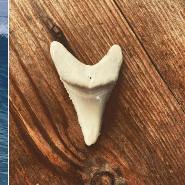 Surfer Chris Blowes i zub morskog psa