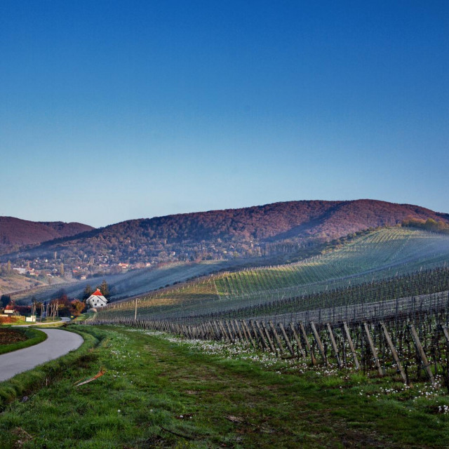 vinogradi Plešivica
