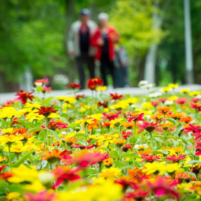 Floraart; ilustracija