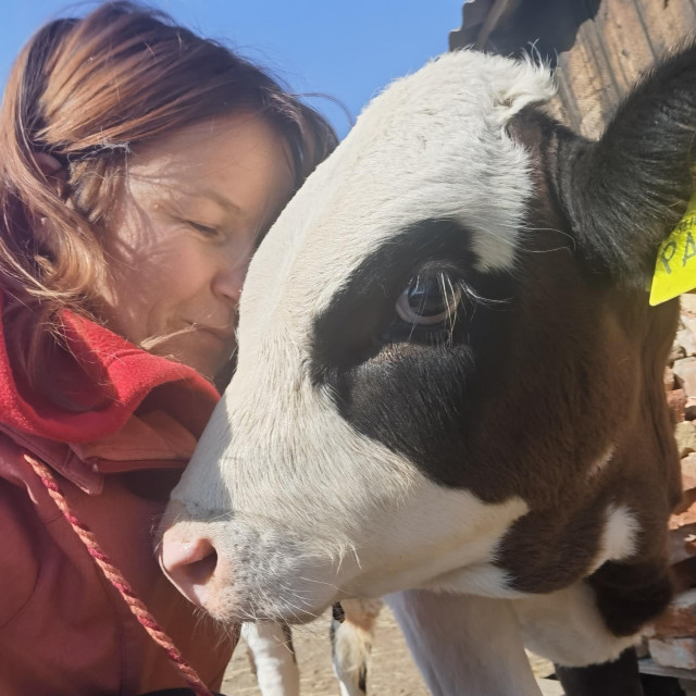 Krave su veoma umiljate. Na slici: Ivana Varkonji i Borna