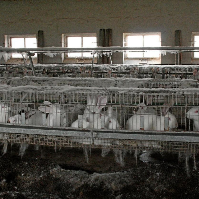 Uzgoj zečeva u kavezima