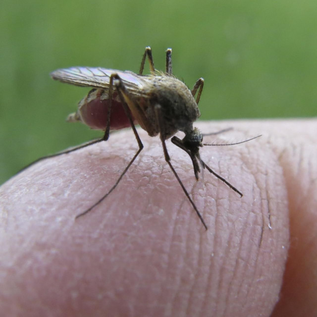 Komarac, ilustracija