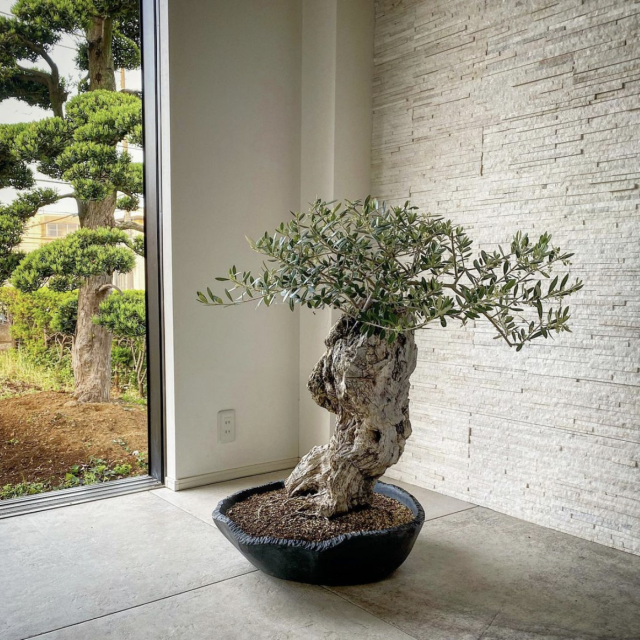 Instagram @setsukachikun