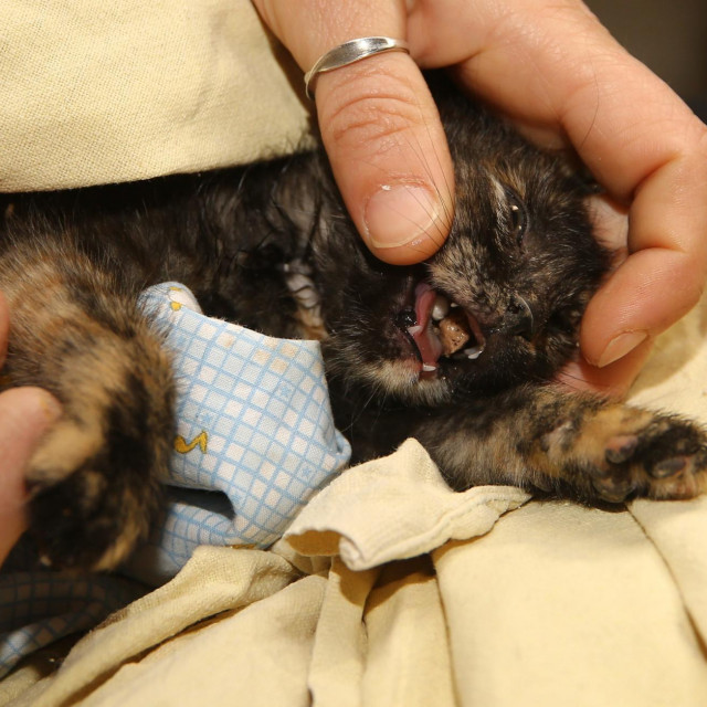 Spašavanje mačića u Splitu