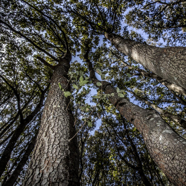 Šuma na Lastovu; ilustracija