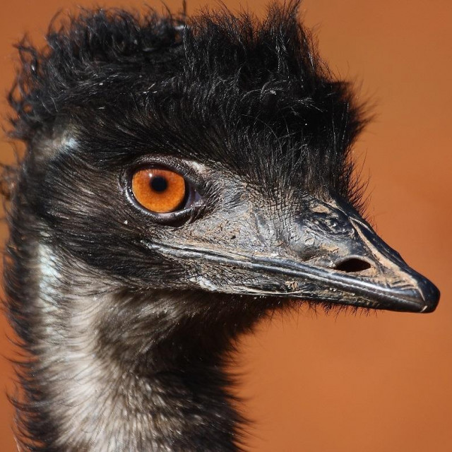 Emu