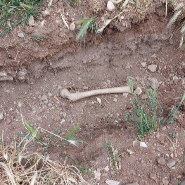 Ljudske kosti u Šibeniku