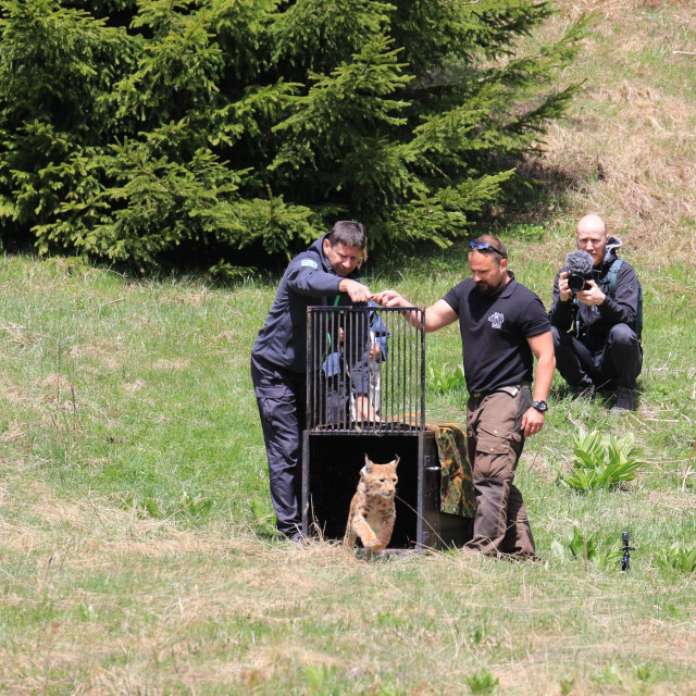 Puštanje risa Emila