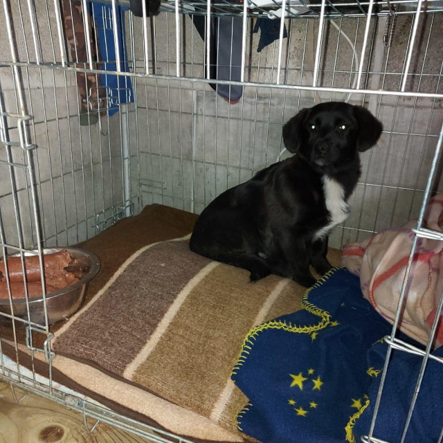 Novo štene na skrbi udruge