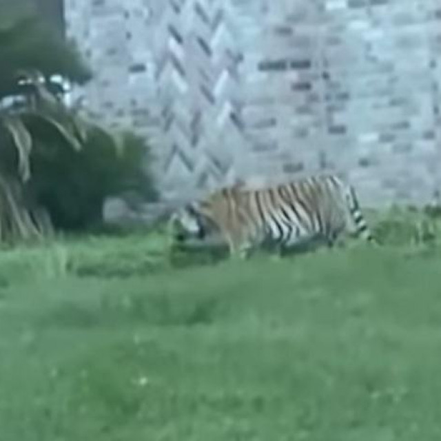 Tigar u gradu
