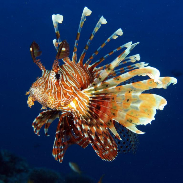 PTEROIS MILES