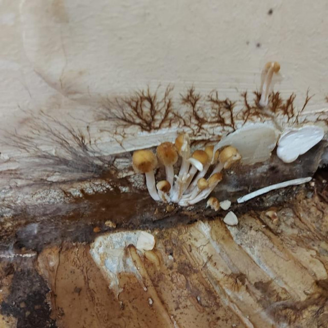 Gljive u zgradi Muzičke akademije