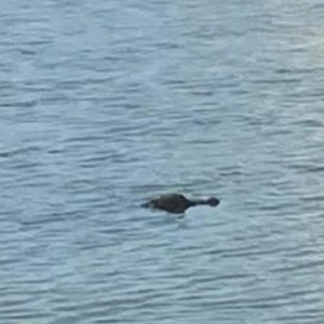 Aligator koji je zgrabio Jakea